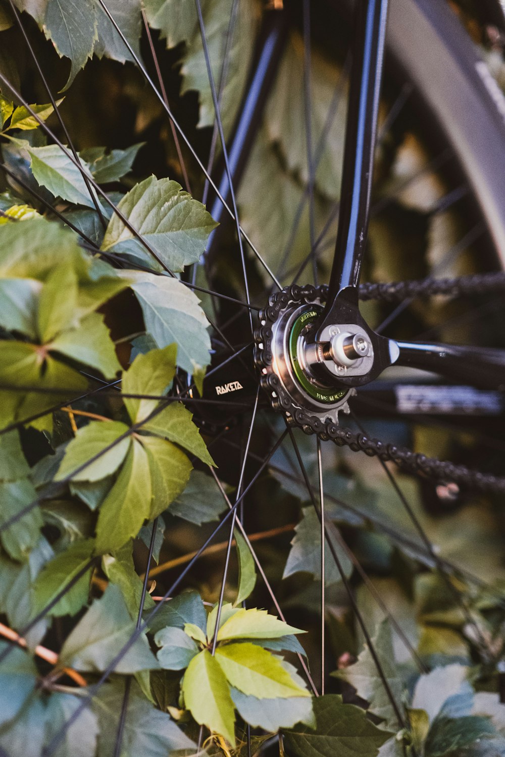 a black and white spider on a web