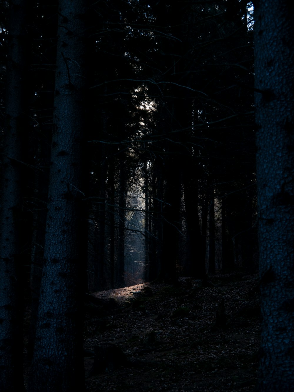 a dark forest at night