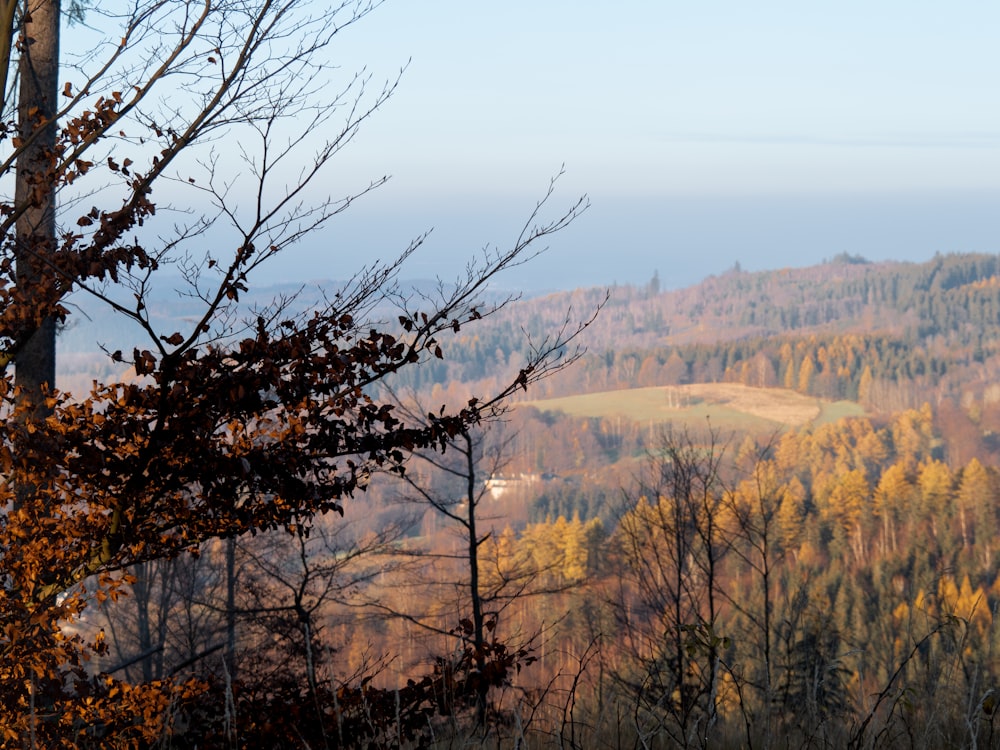 a view of a valley with trees and a river