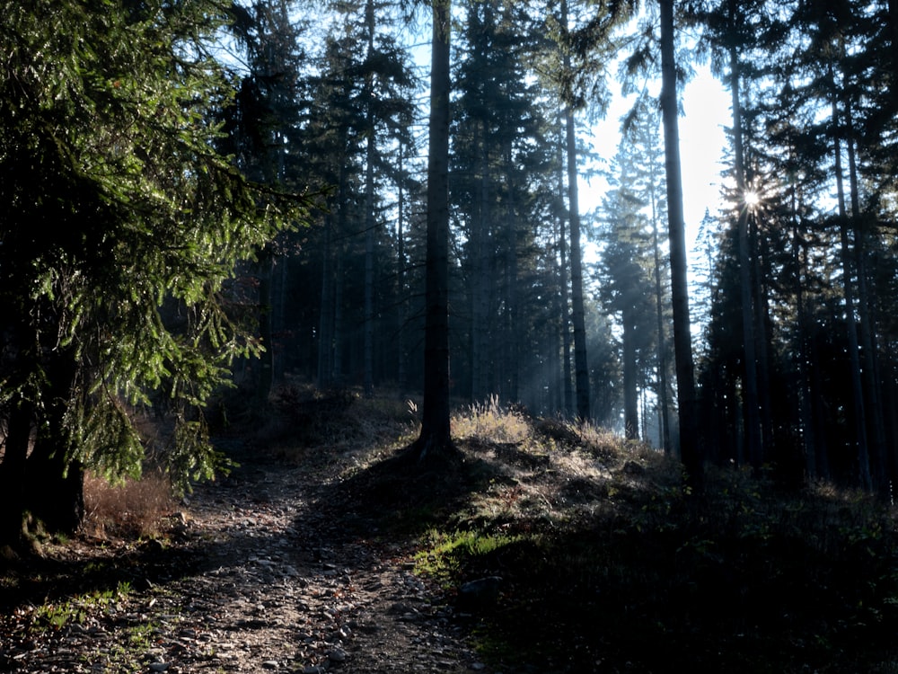 a dirt path through a forest