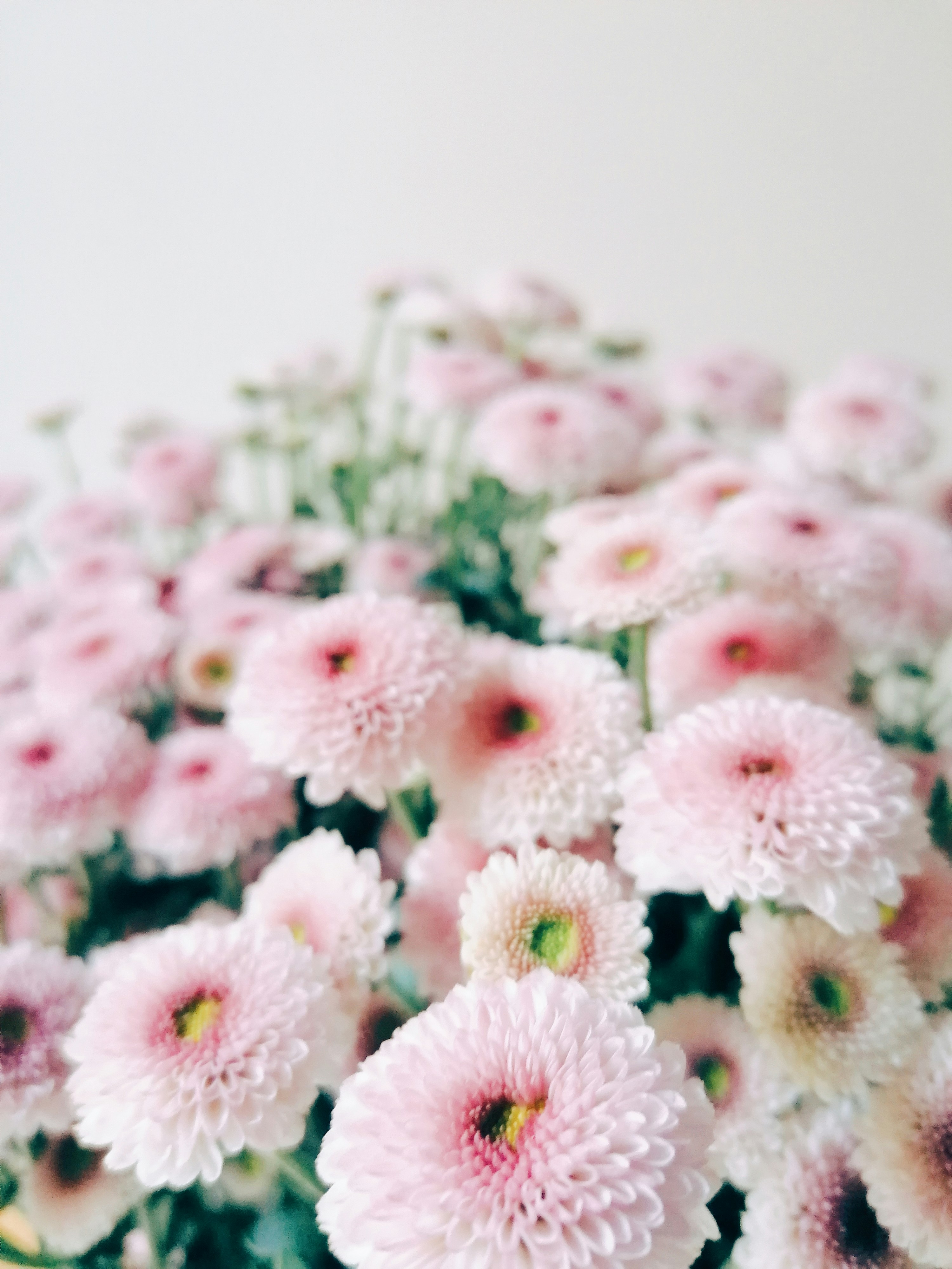 a group of pink flowers