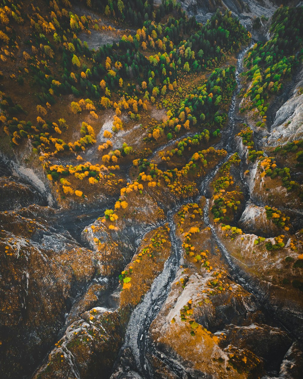 a stream of water with yellow flowers