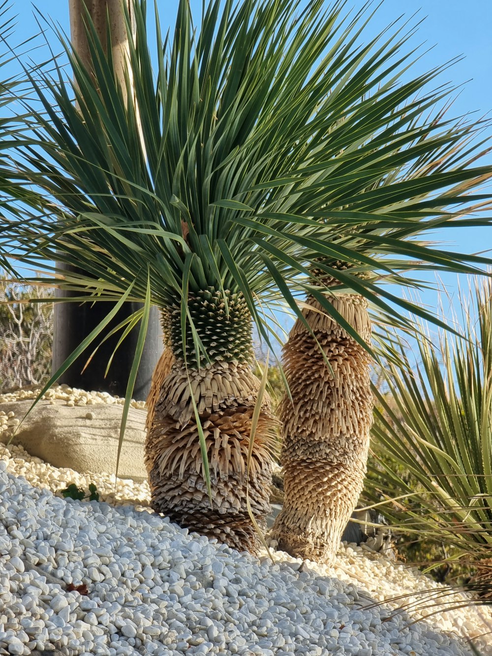 a couple of cactus in a garden