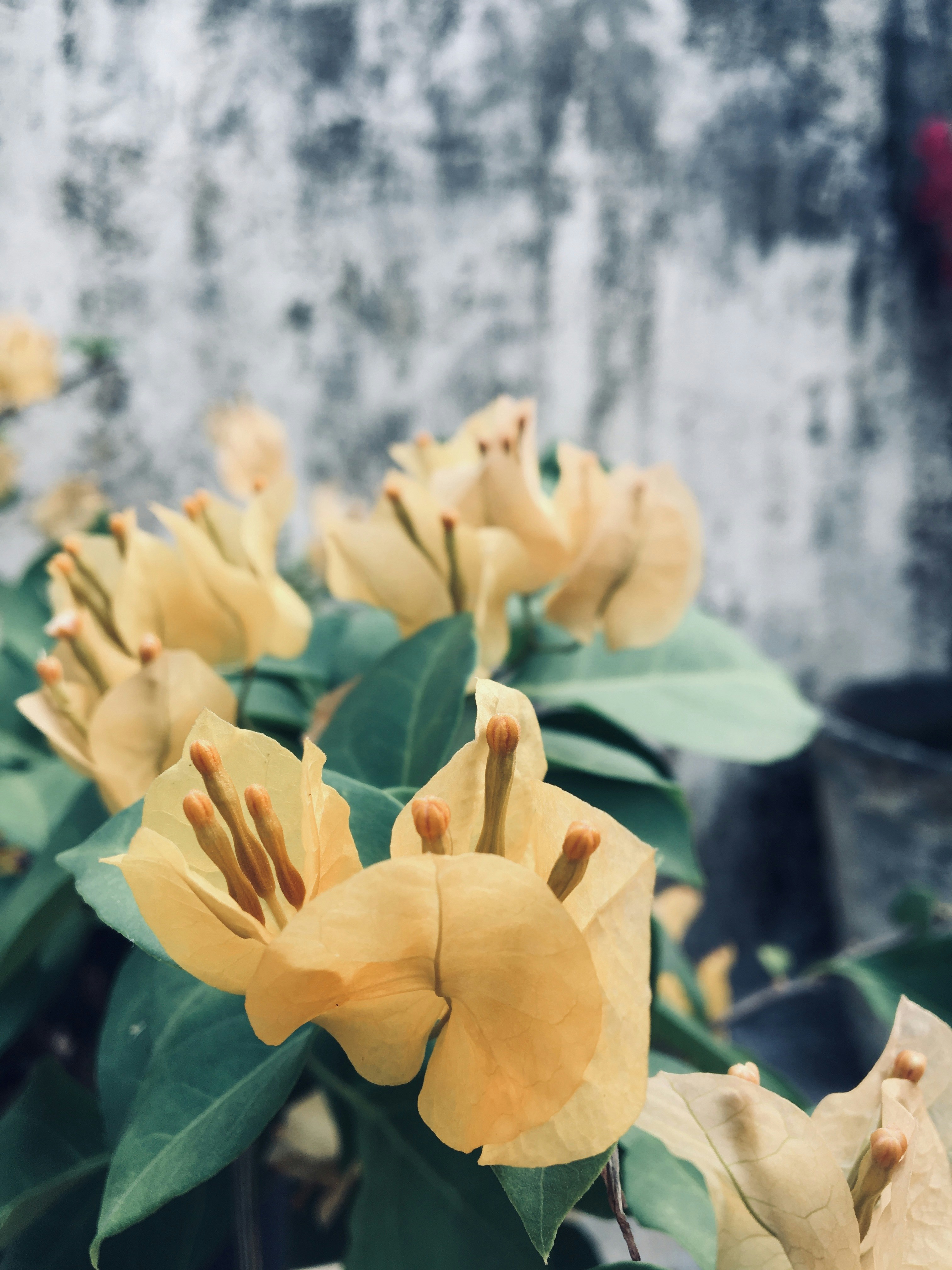 a group of yellow flowers