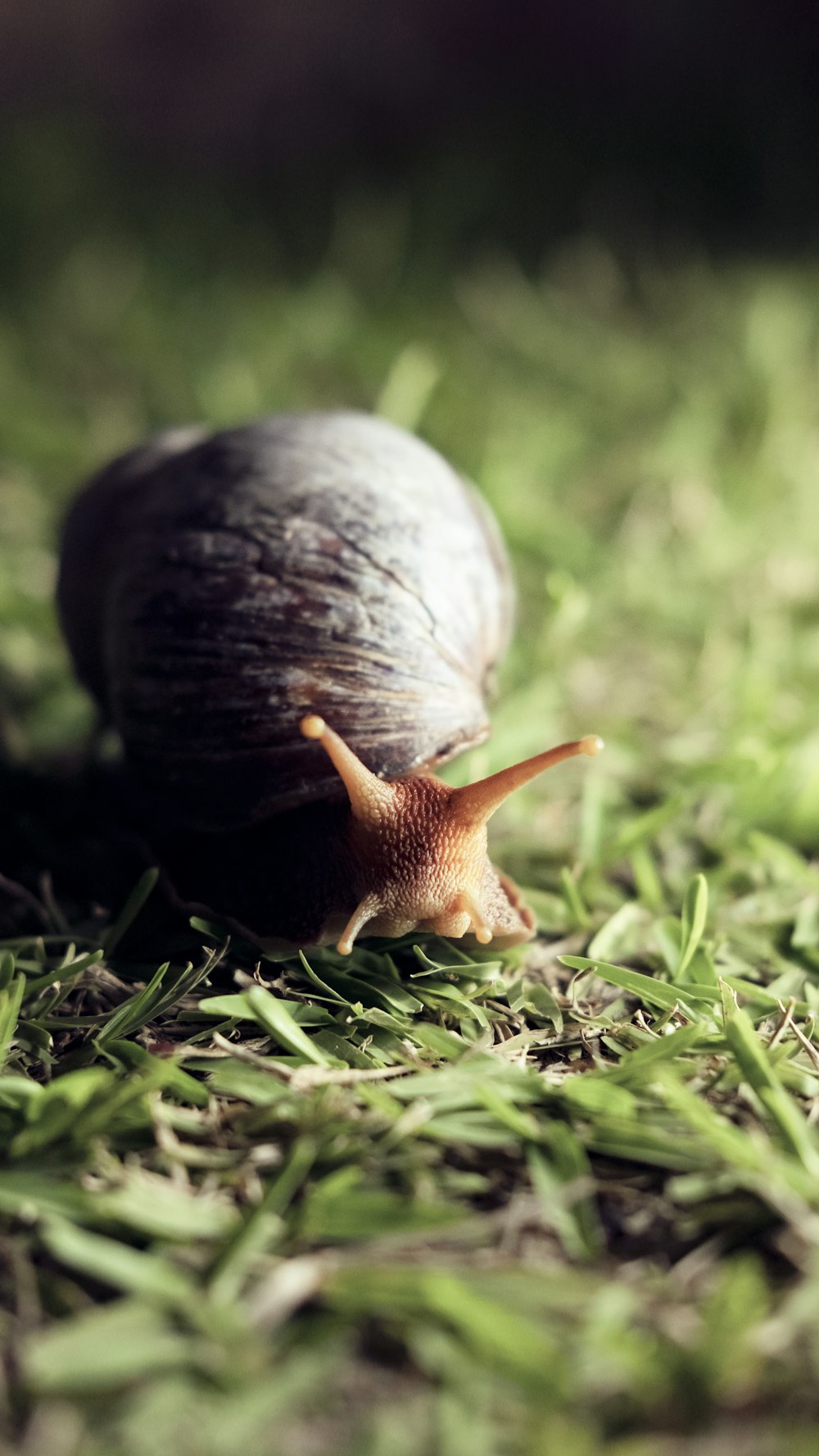 a snail on a leaf