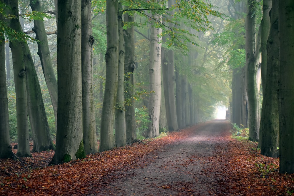 a path through a forest