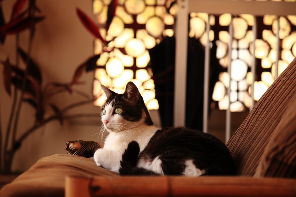 a cat sitting on a couch