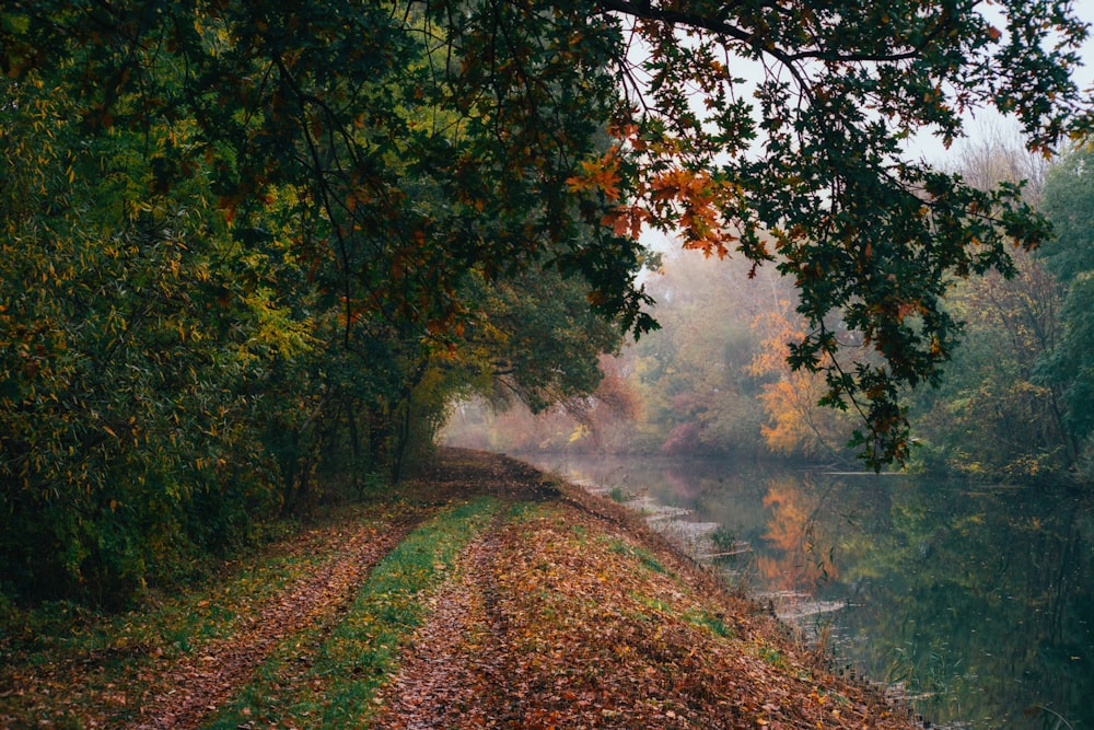 a path through a forest