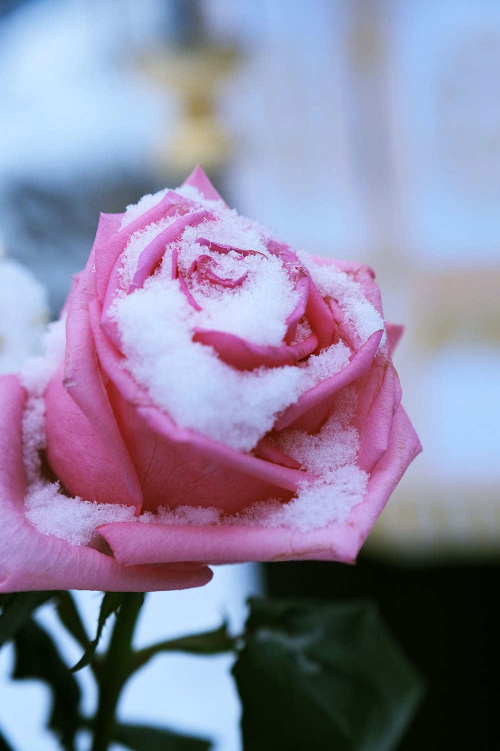 a pink rose with a white center