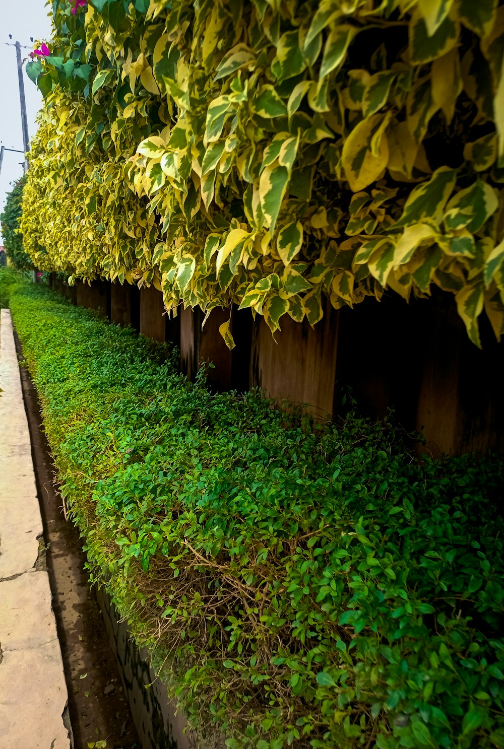 a tree with green leaves