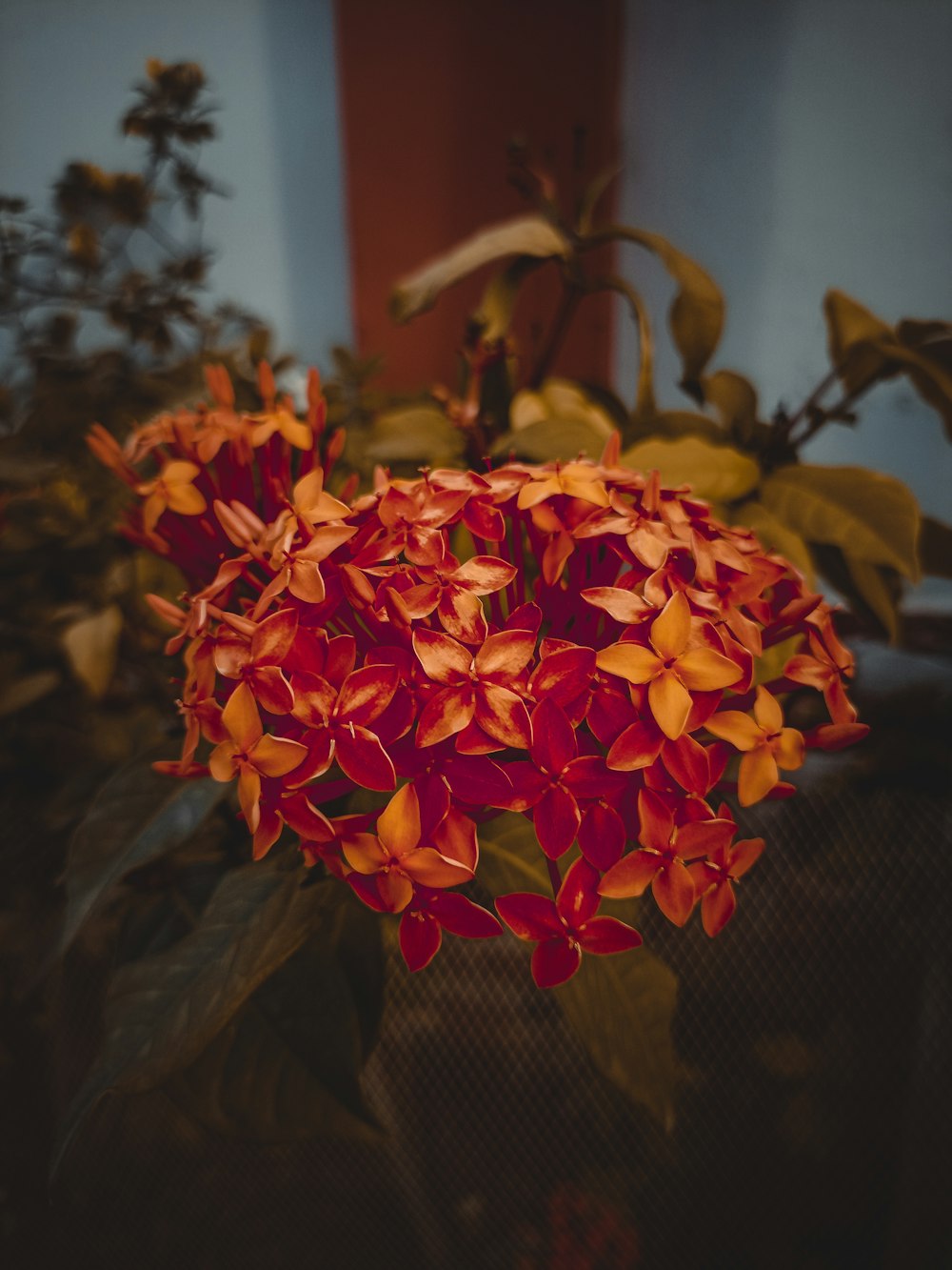 a vase with colorful flowers