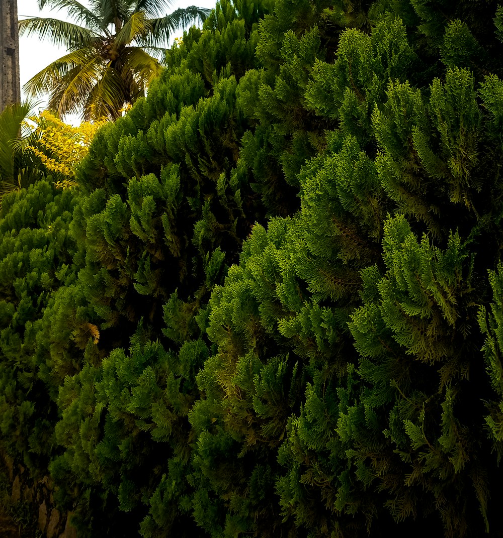 a large group of green plants