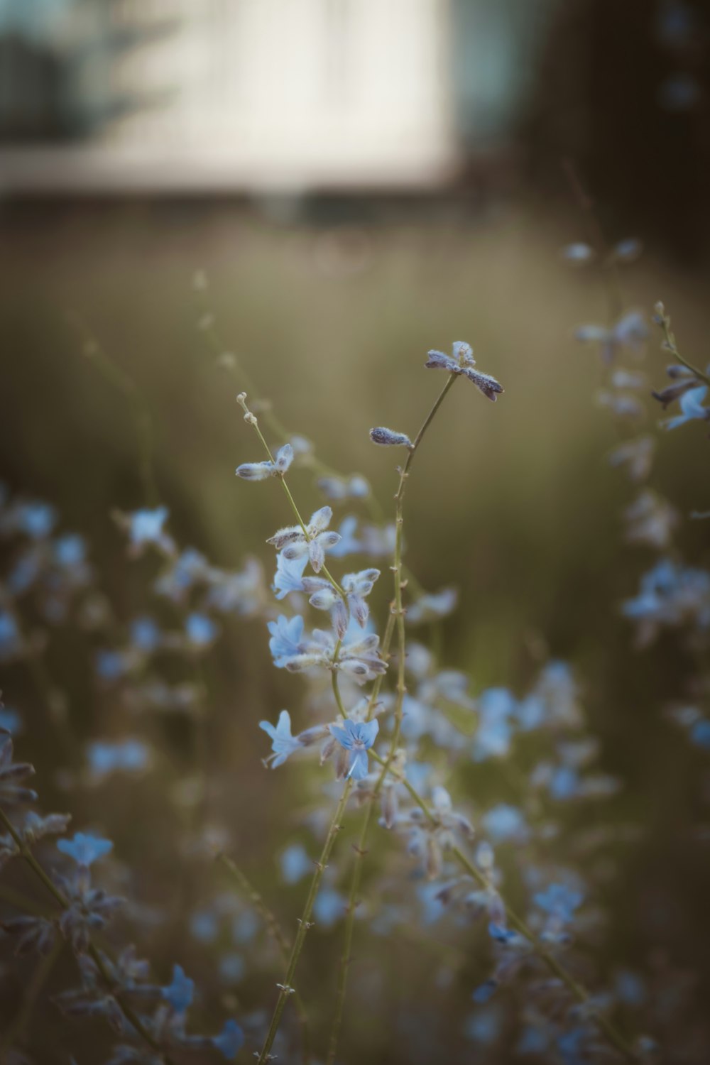 um close up de uma flor