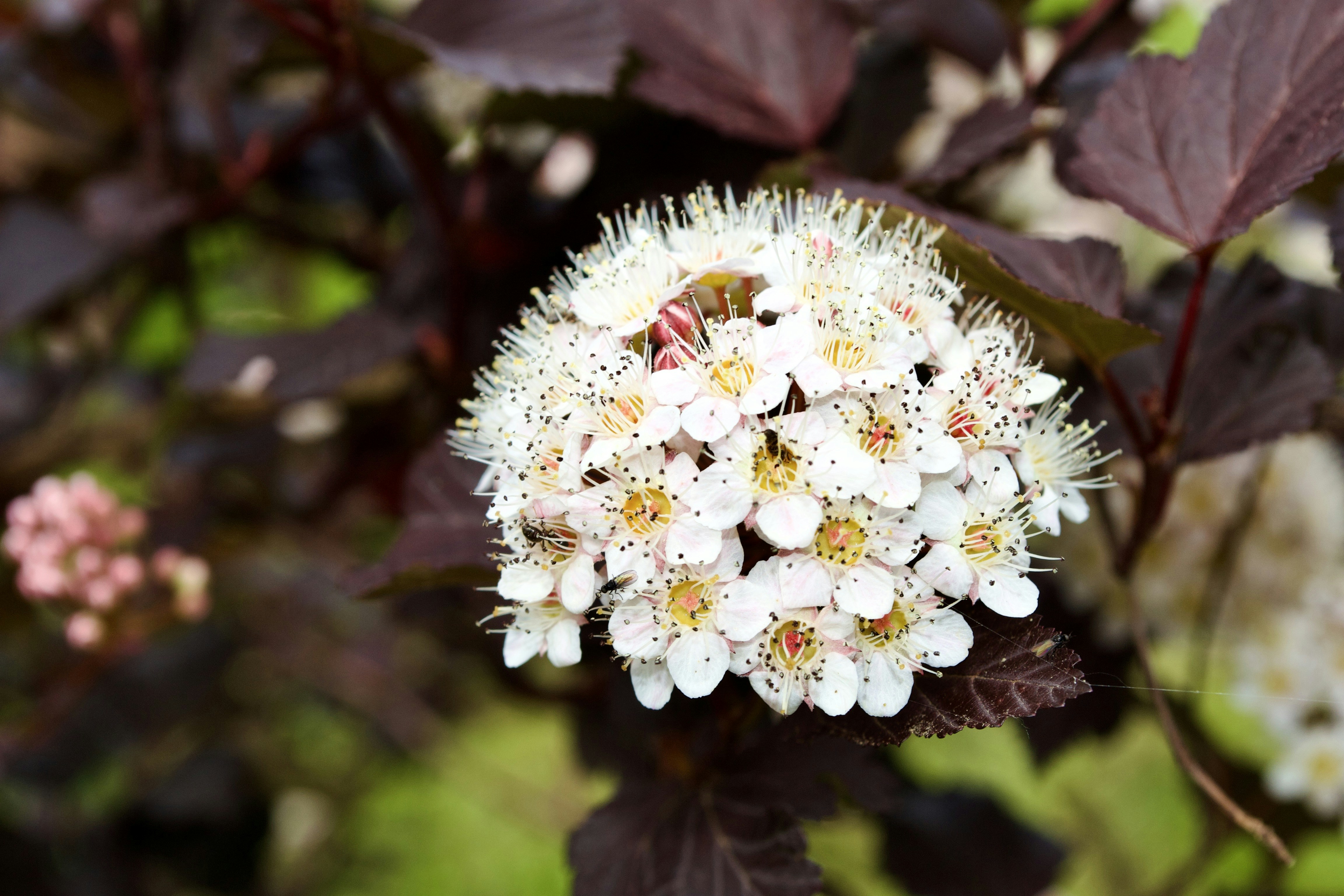 un primo piano di un fiore