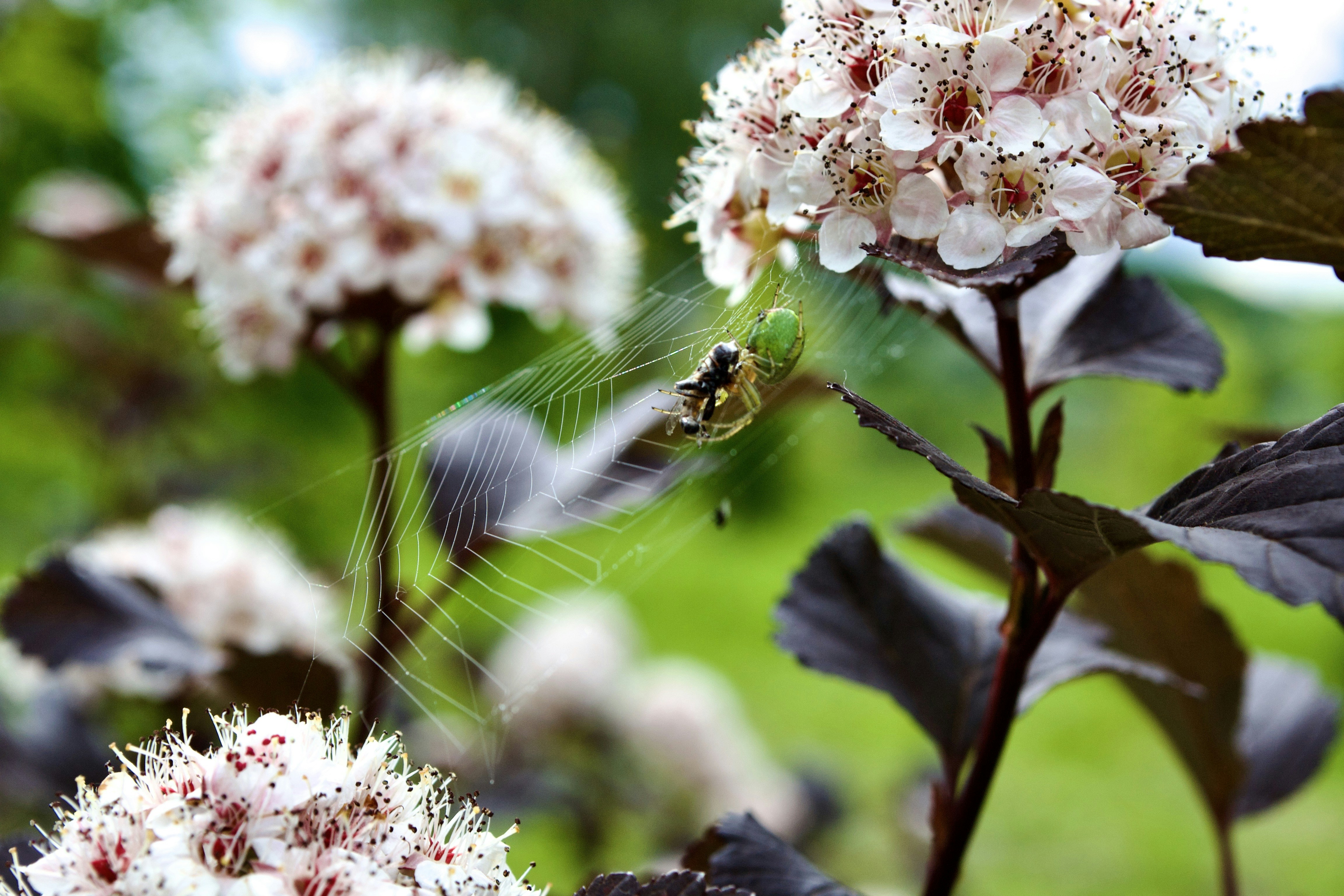 a dragonfly on a flower