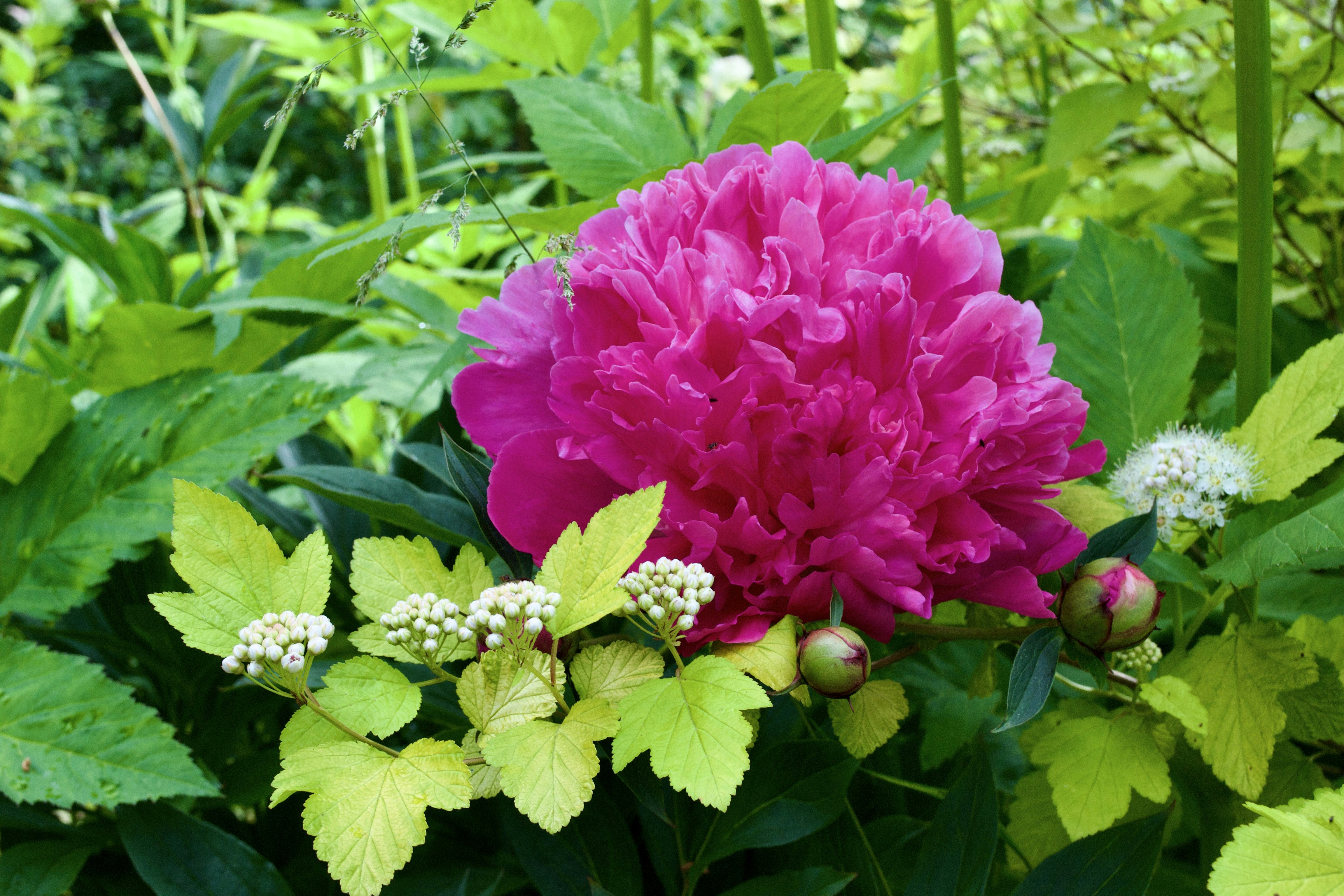 a pink flower surrounded by green leaves