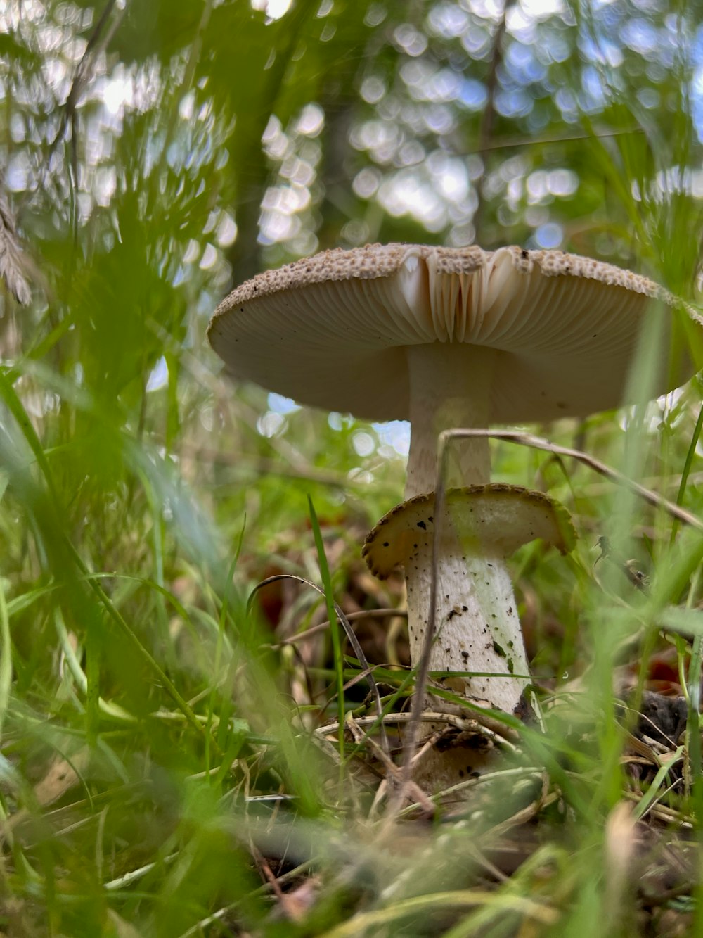 a mushroom growing in the grass