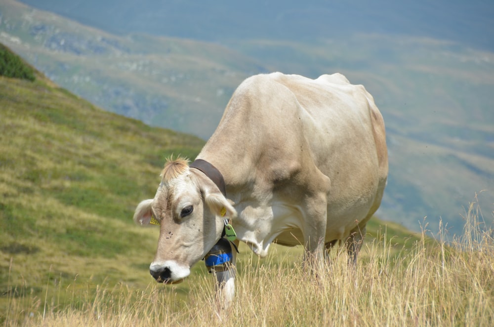 a cow with a bell on its neck