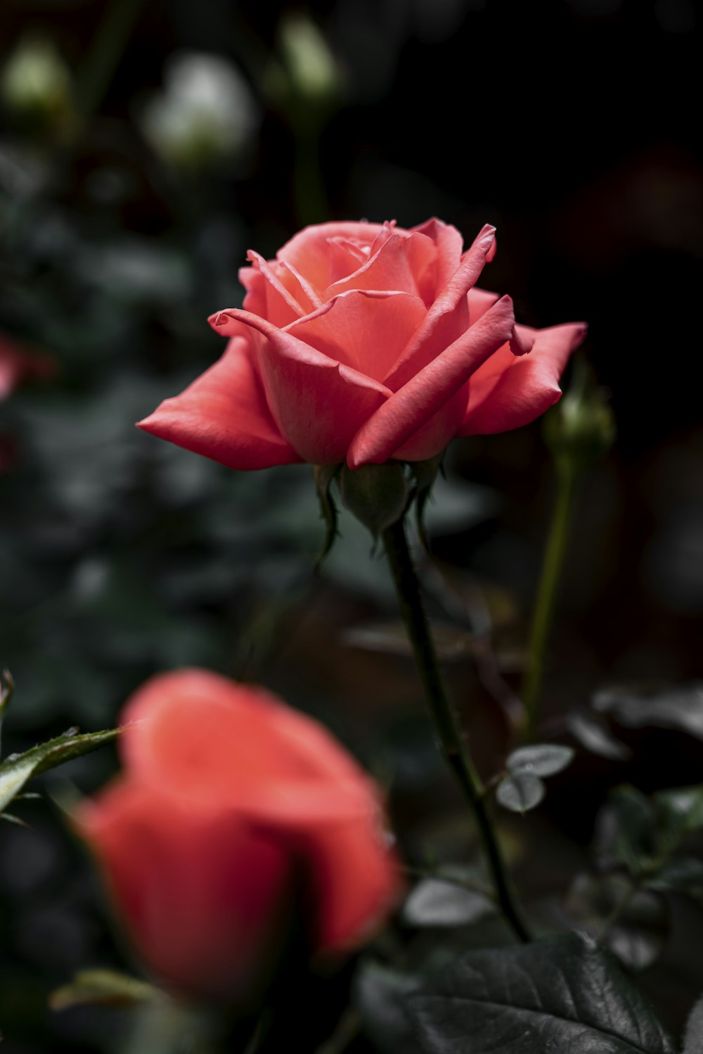 Un primo piano di una rosa