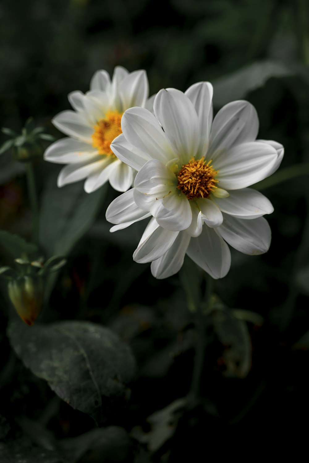 a group of white flowers