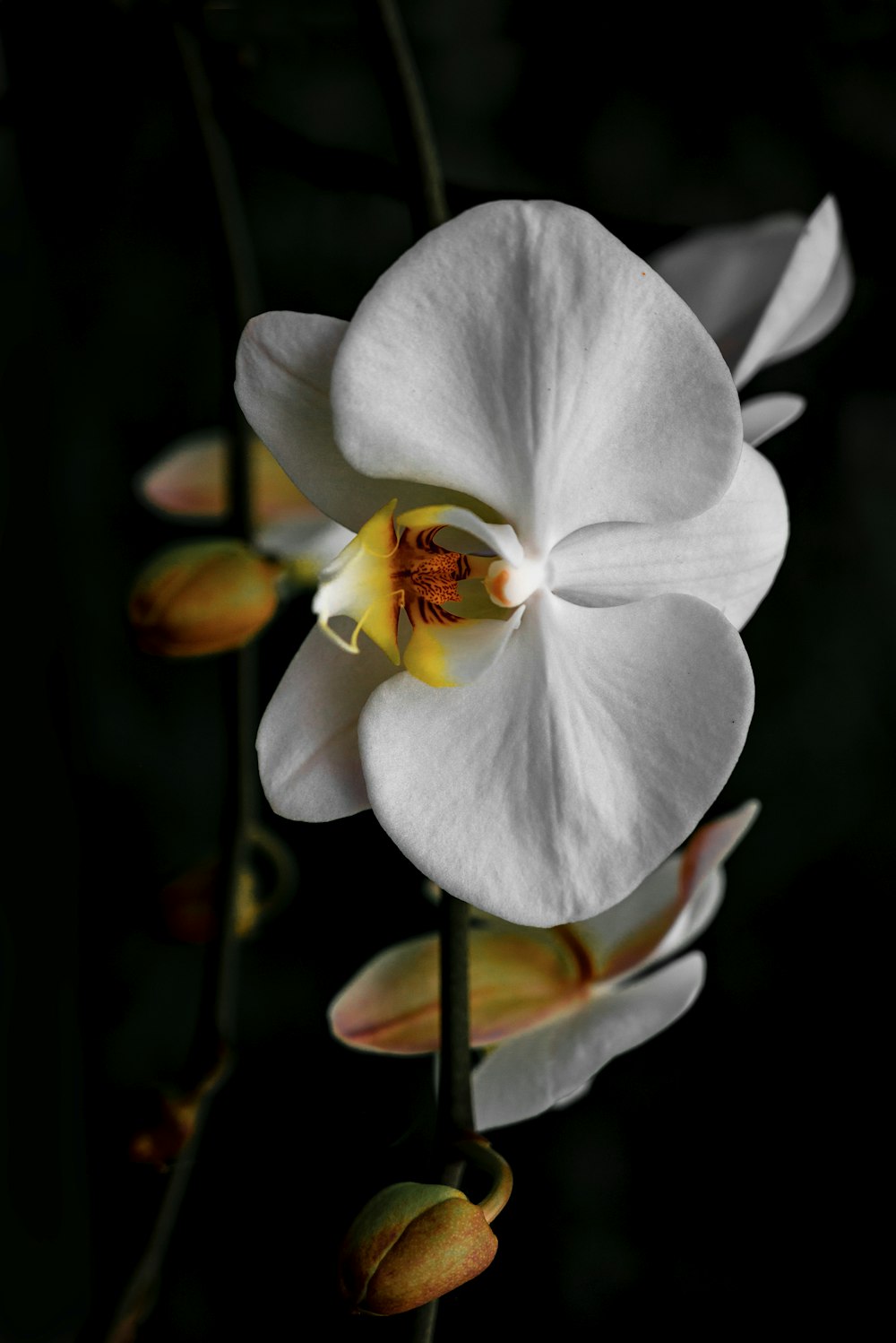 a close-up of a flower