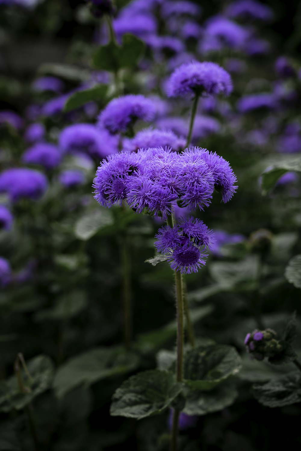 a close up of a flower