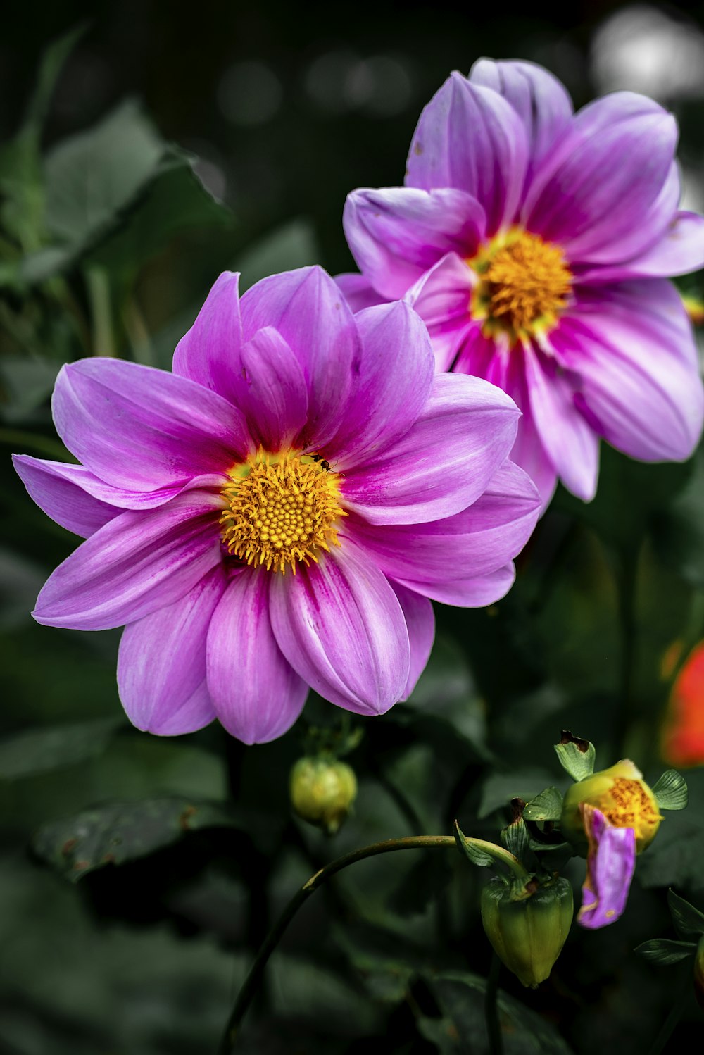 a group of purple flowers