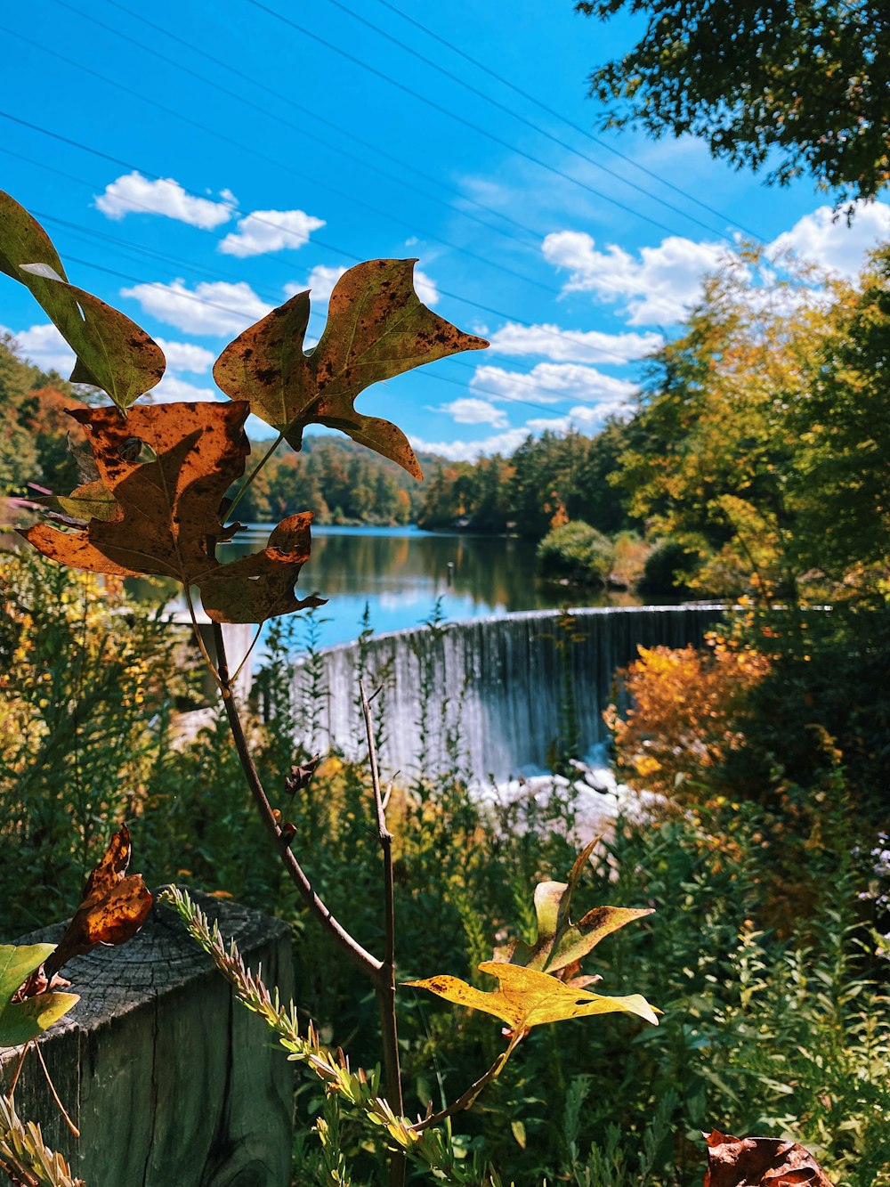 a group of leaves on a tree