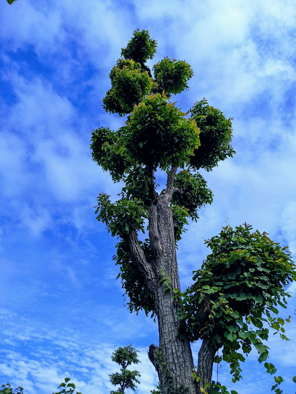 a tall tree with many branches