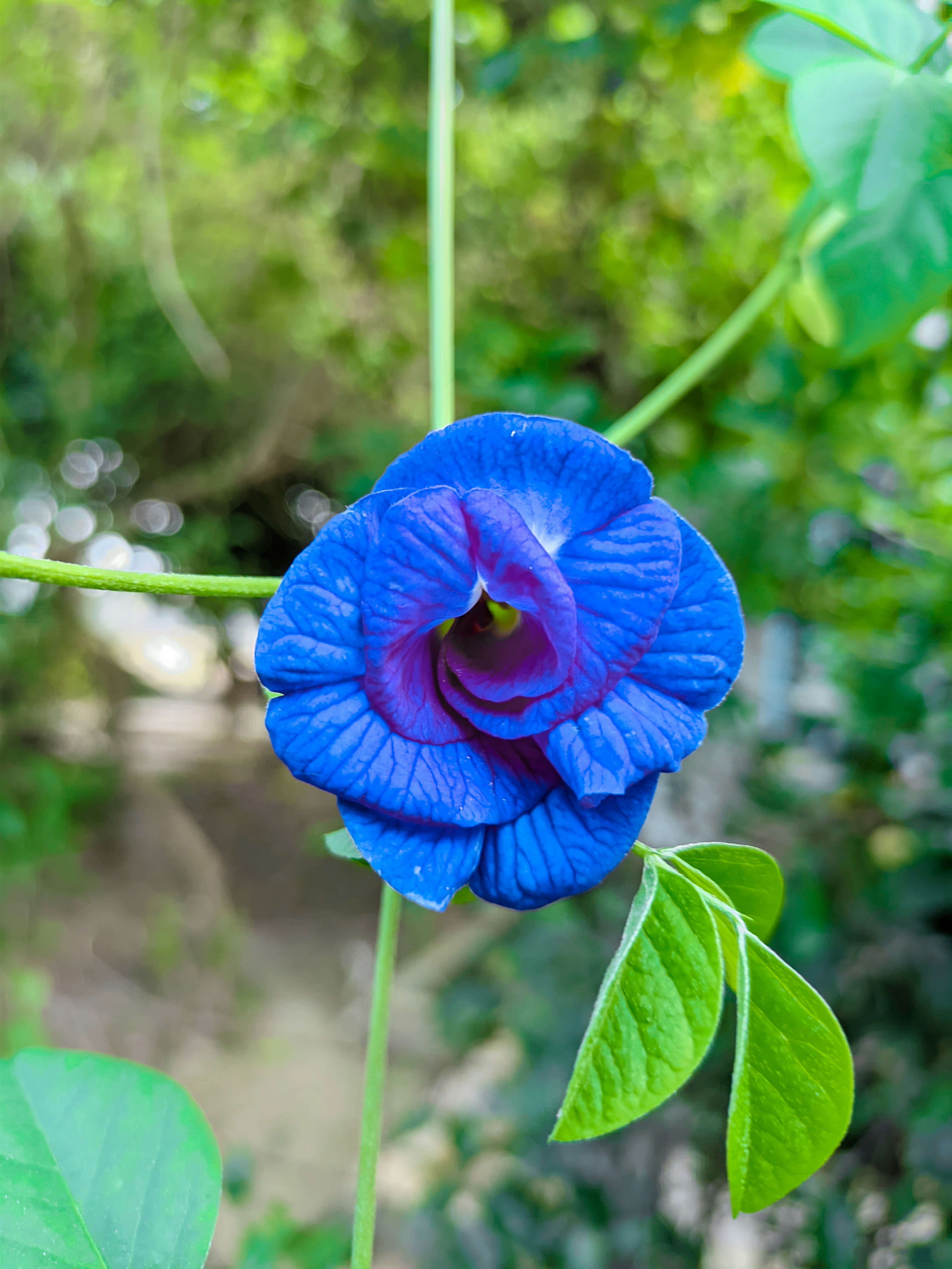 Photo by mubinurrahmanmrp