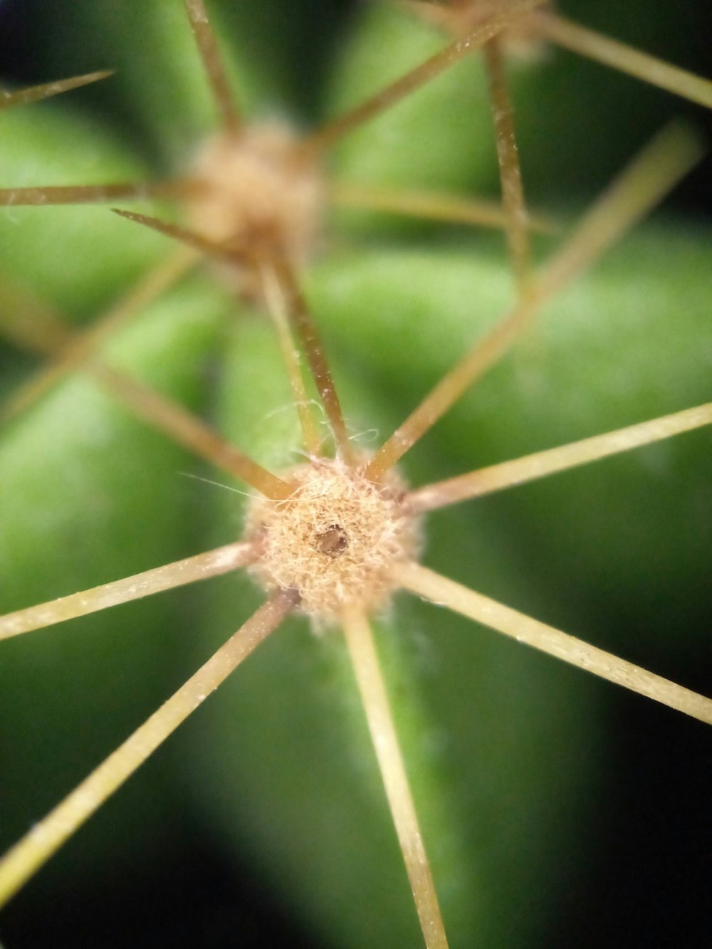 a close up of a plant