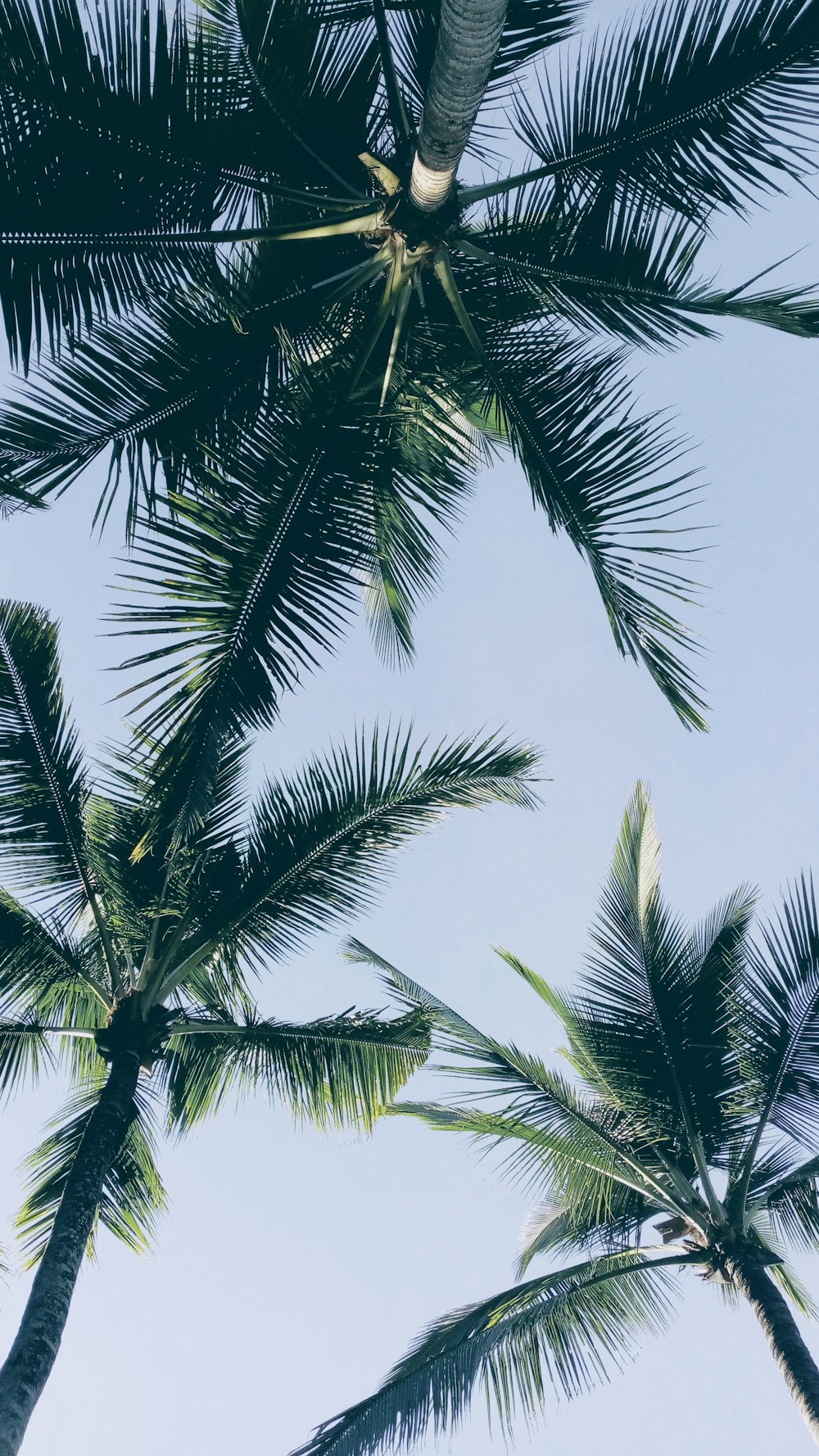 a group of palm trees