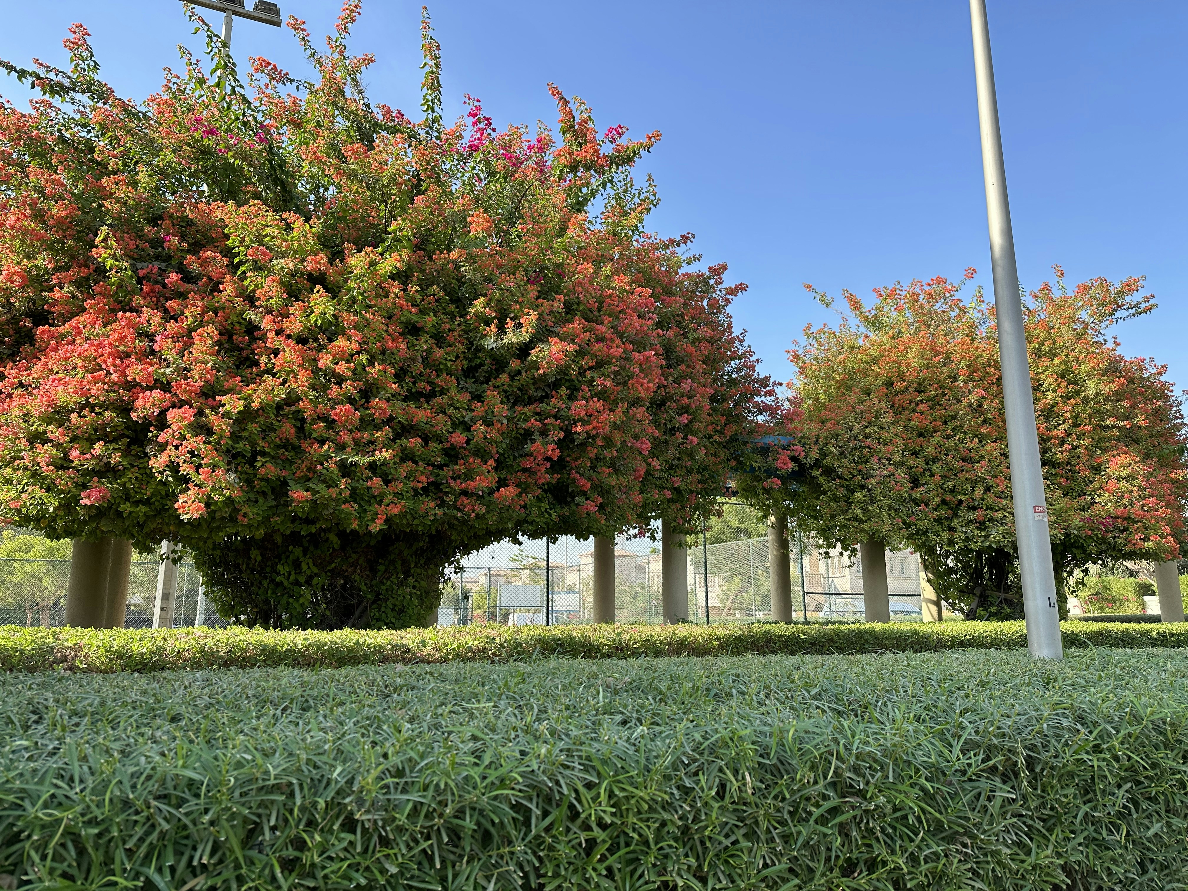 Expert tree and shrub pruning