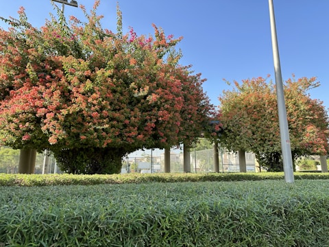 Rows of vibrant avenue trees ready for bulk delivery at Sherikar Horticulture nursery.