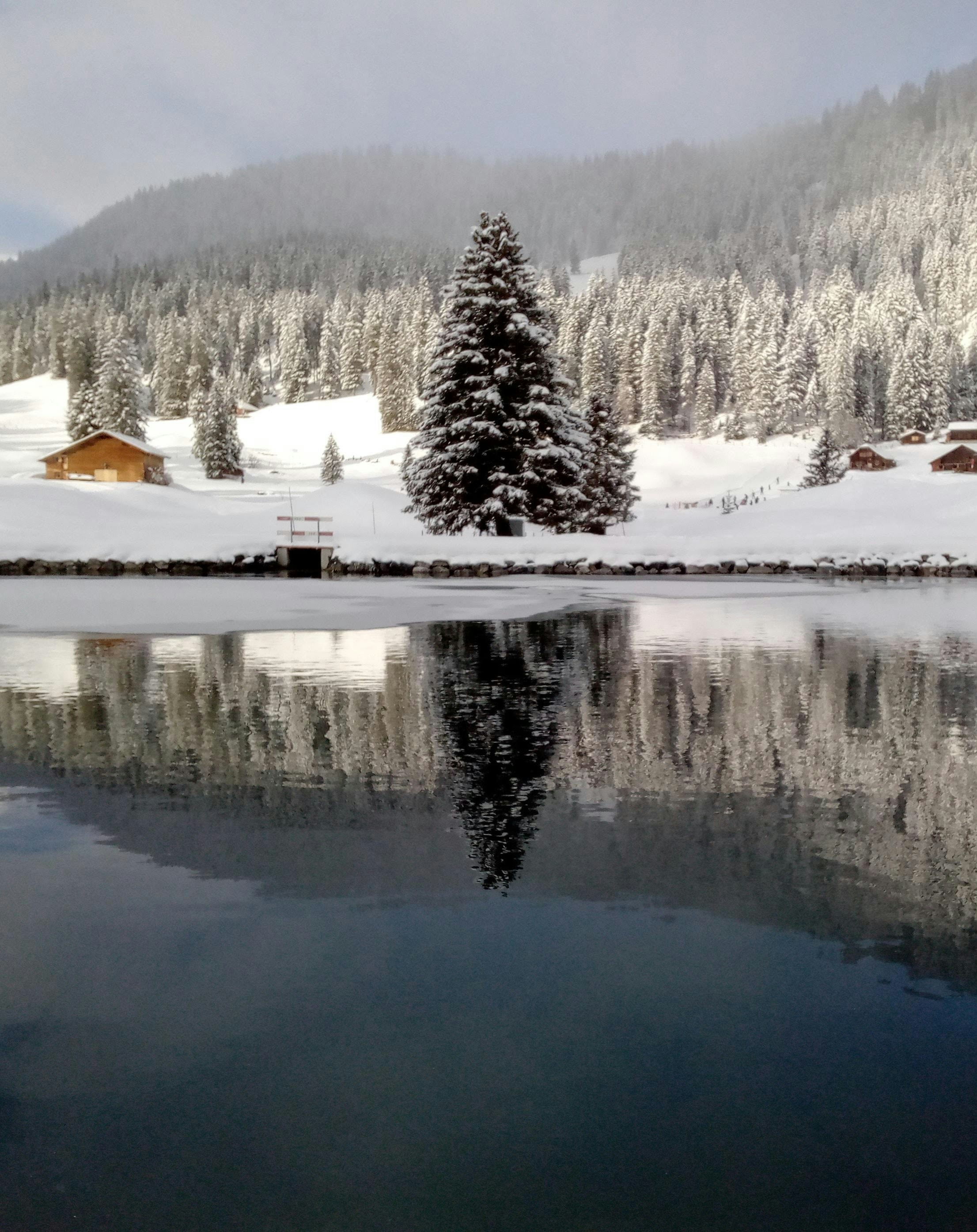a lake with snow and trees