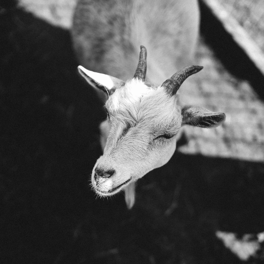 A goat with its eyes closed, standing in for a blemished sacrificial animal