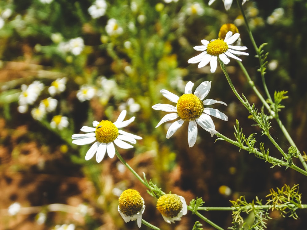 a group of white flowers