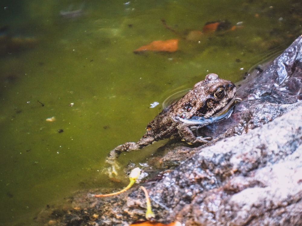 a frog on a rock