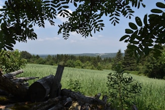 a grassy area with trees and bushes