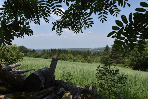 a grassy area with trees and bushes