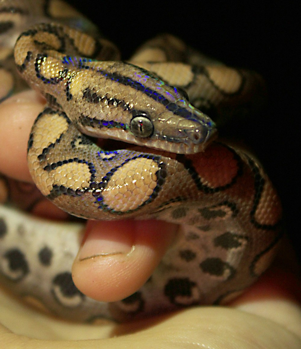 a person holding a snake