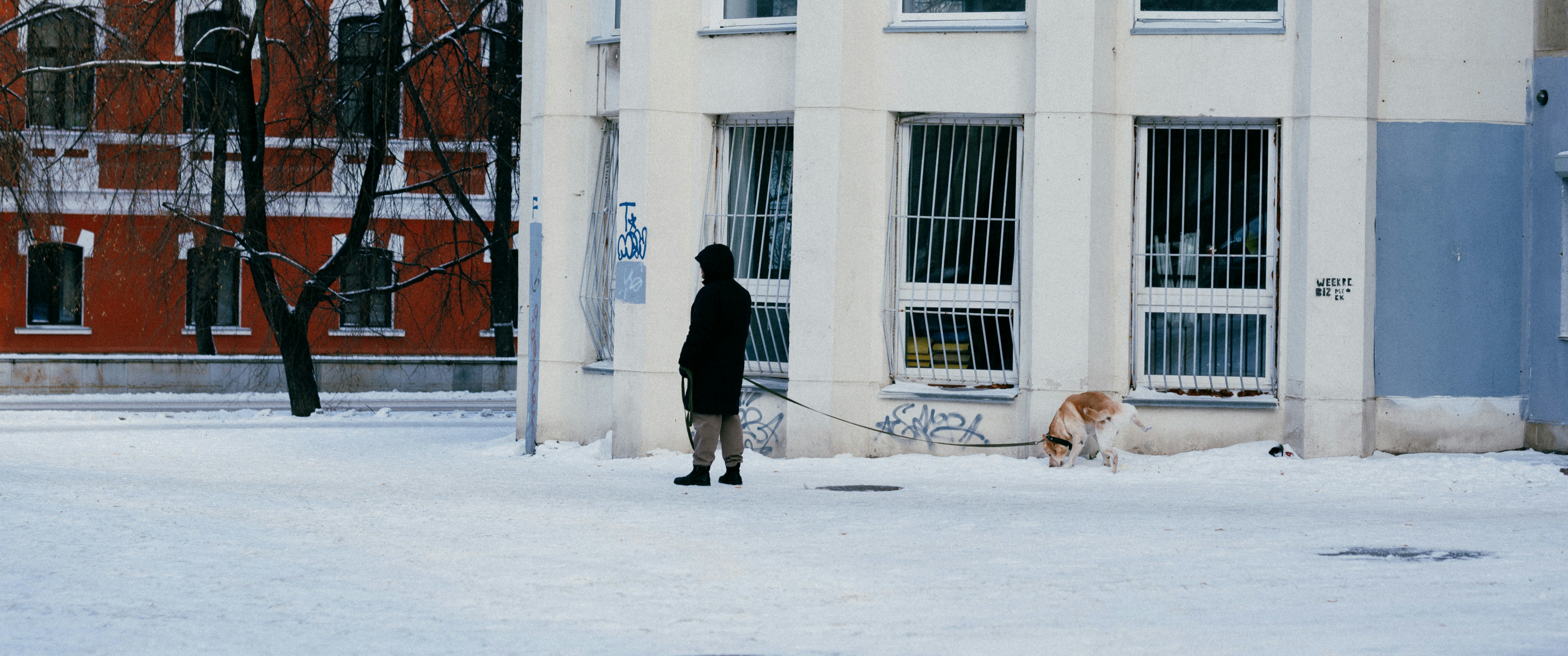 Service dog walking with its handler outside