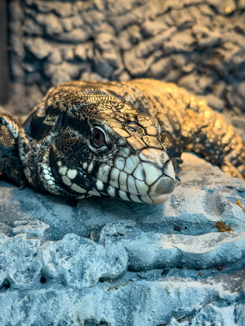 a lizard on a rock