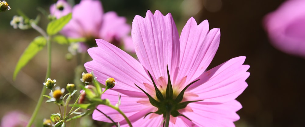 a close up of a purple flower