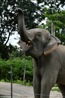an elephant with its trunk up