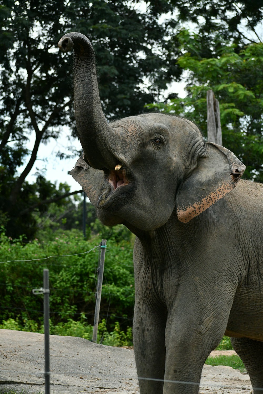 an elephant with its trunk up