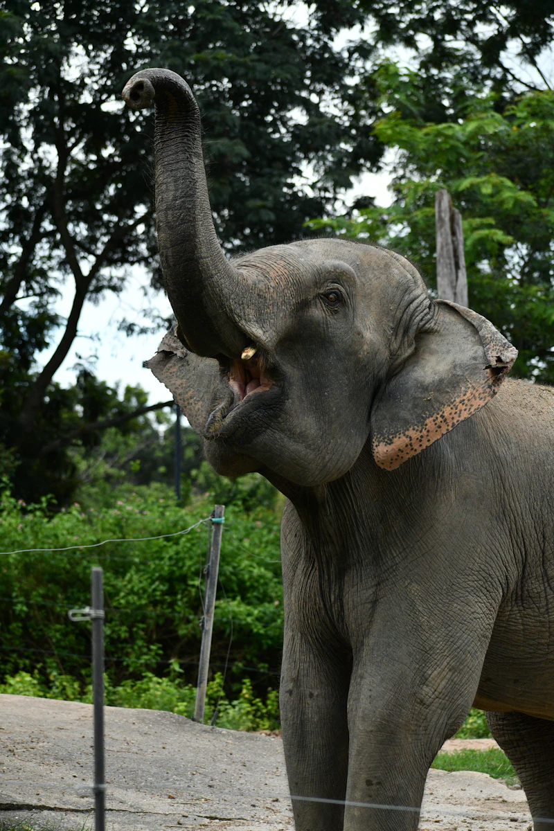 Safari World Family Fun Day