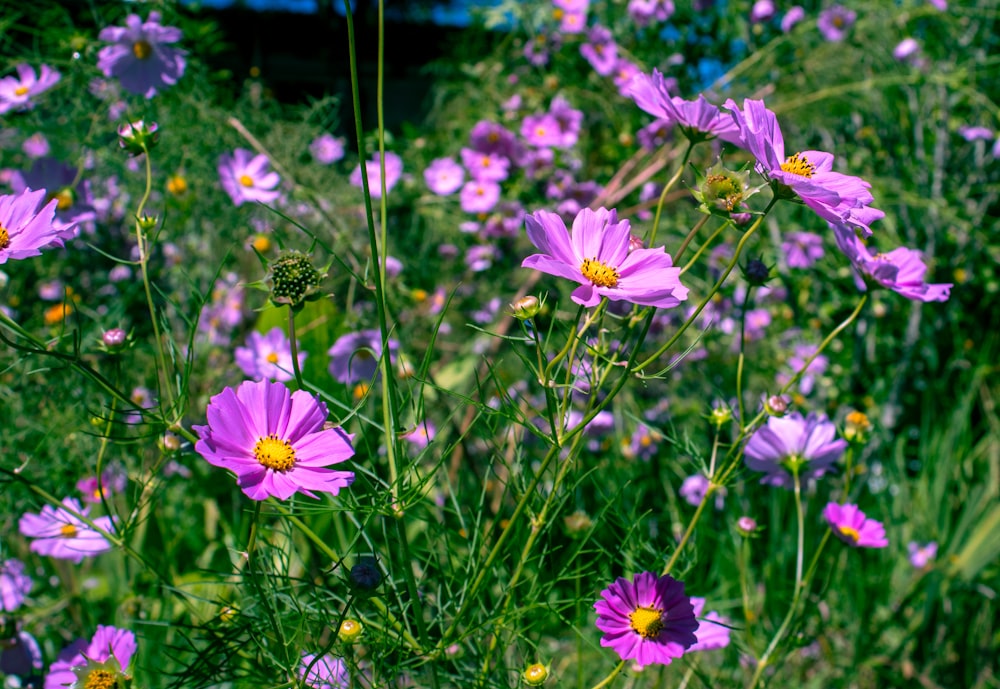 a field of purple flowers