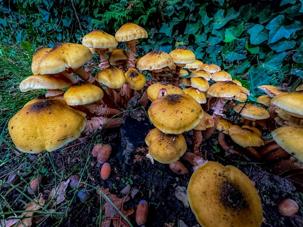 a group of mushrooms growing in the ground