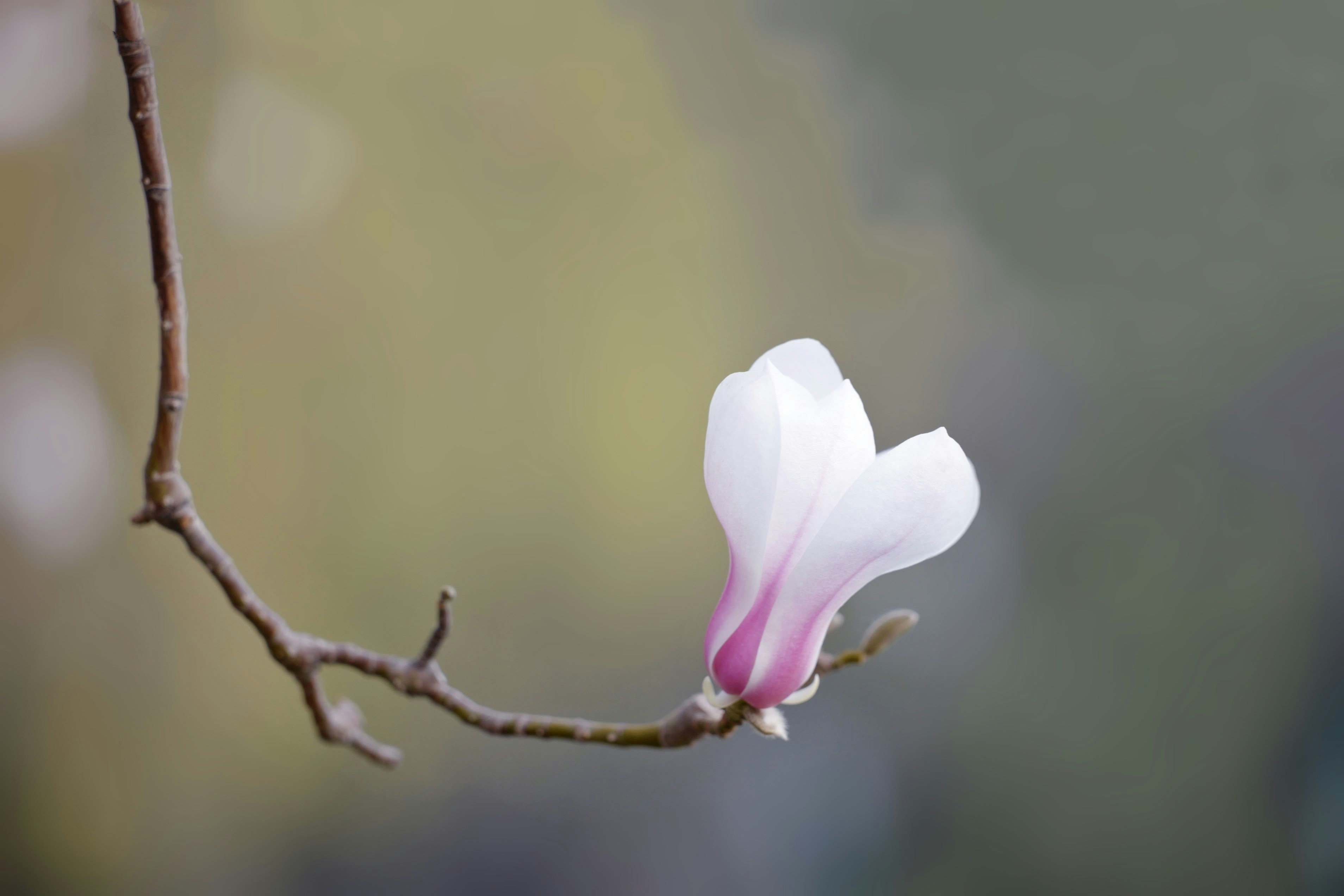 Photo by jingyi_z